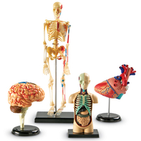 Image Anatomy Models Set