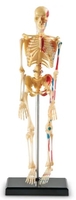 Image Skeleton Anatomy Model